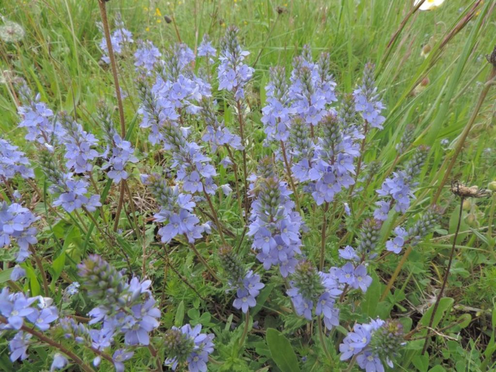 Veronica sp. e Polygala sp.